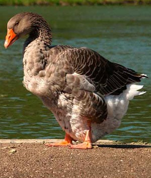 Toulouse_Goose3_300.jpg