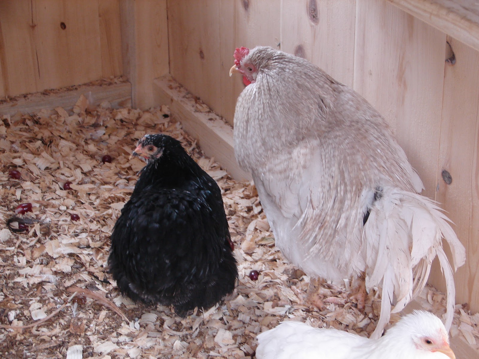 Chickens+and+Runs+12-17-11+026.jpg