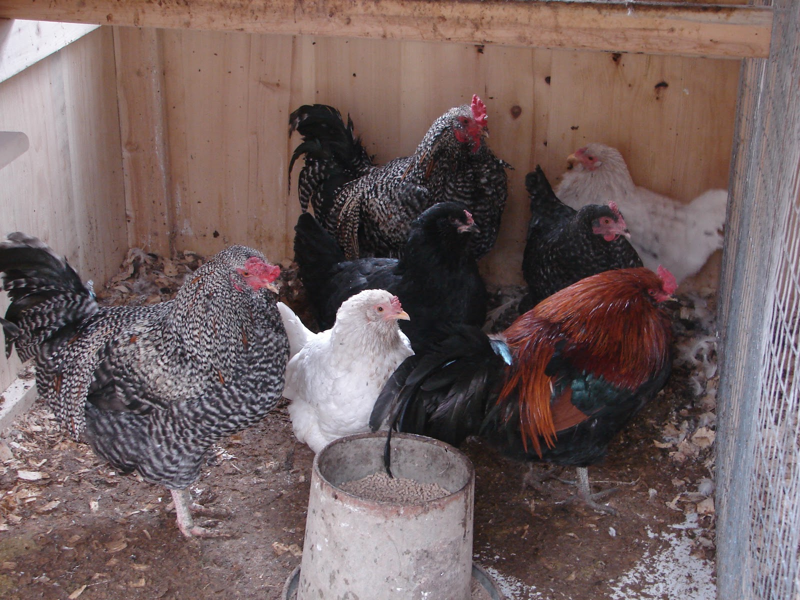Chickens+and+Runs+12-17-11+029.jpg