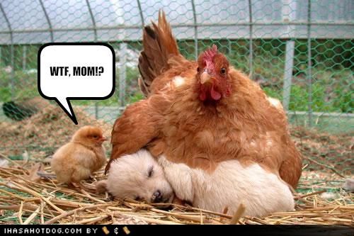 Funny+Chicken+picture+(21).jpg