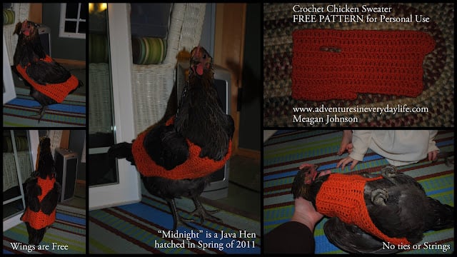 Chicken+Sweaters.jpg