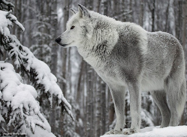 white-wolf-big%5B1%5D.jpg