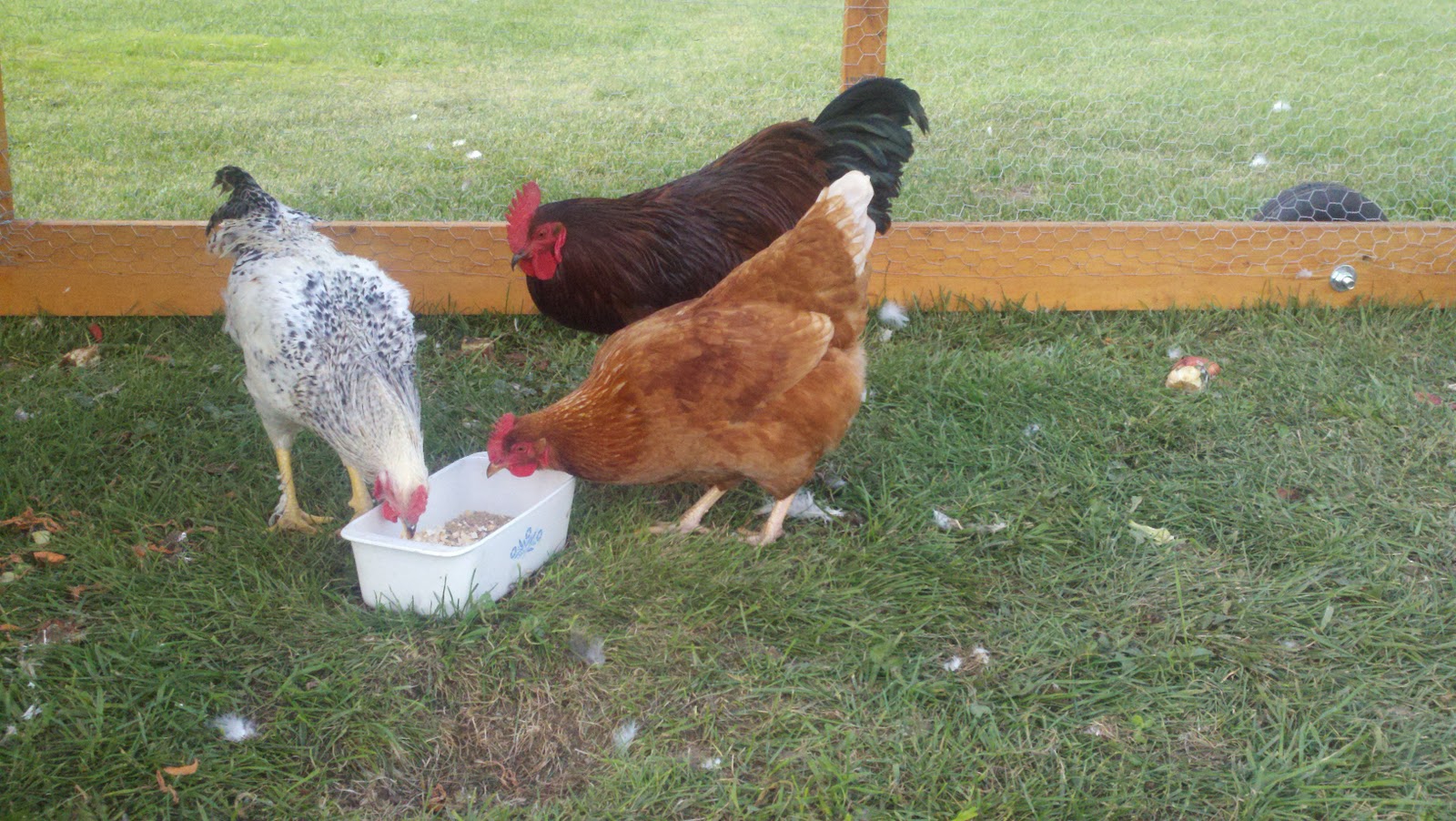 2011-09-25_16-09-57_610.jpg