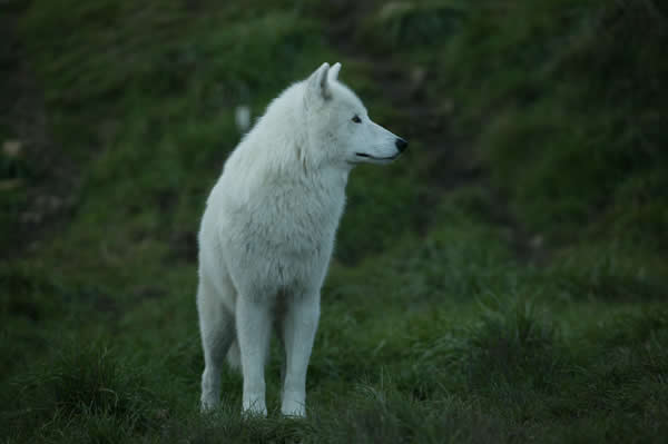 Young+White+wolf.jpg