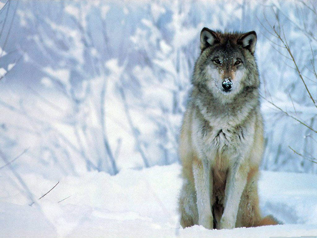 Wolf3.jpg