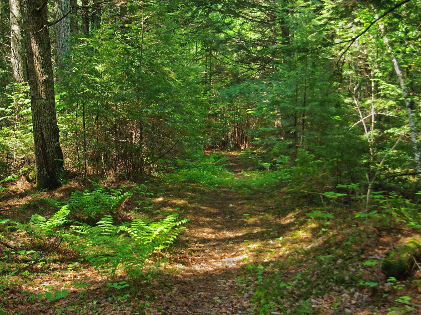 Oak+Point+Trail+-+Sunkhaze++6-2-13.jpg