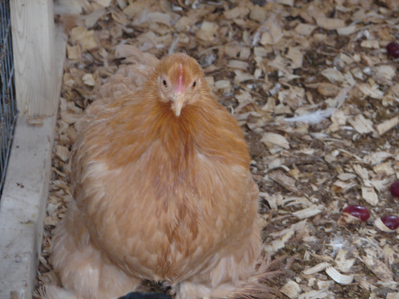 Chickens+and+Runs+12-17-11+009.jpg