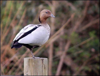 father+wood+duck.jpg