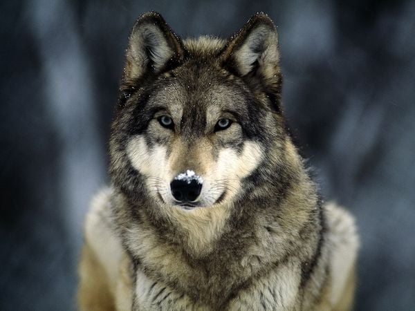Gray+Wolf.jpg