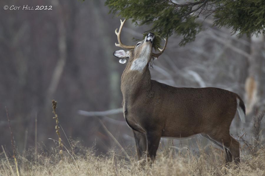 deer+tag_MG_9137.jpg