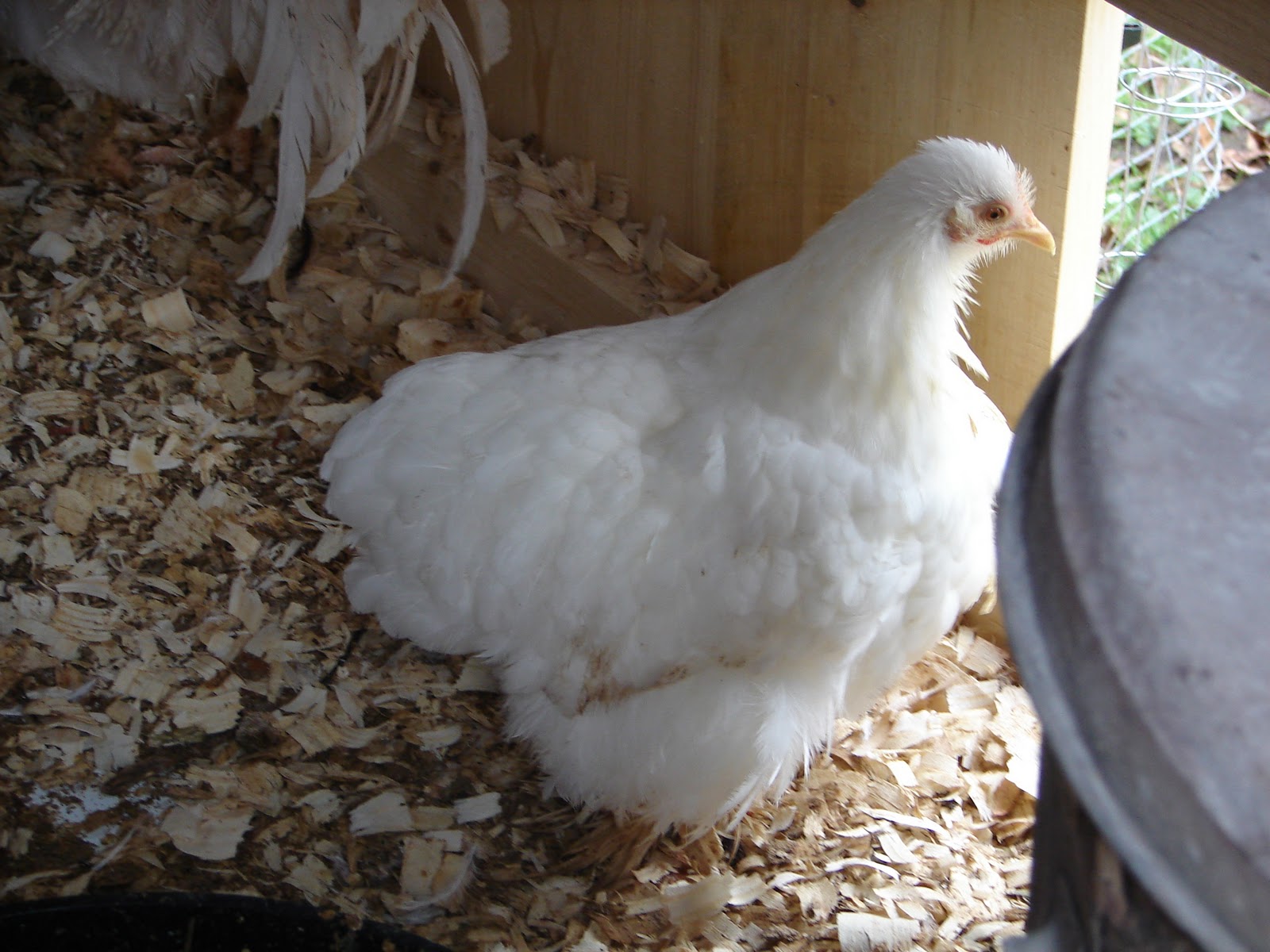Chickens+and+Runs+12-17-11+027.jpg