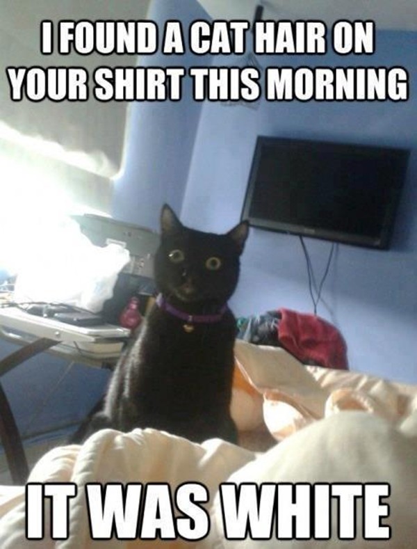 funny-animal-captions-002-002.jpg