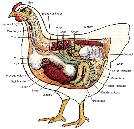 chicken_turkey_anatomy-3332254071.jpg