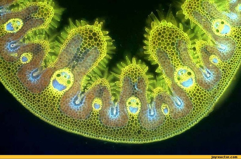microscope-grass-biology-653900.jpeg