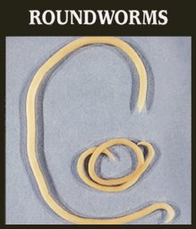 roundworms.jpg