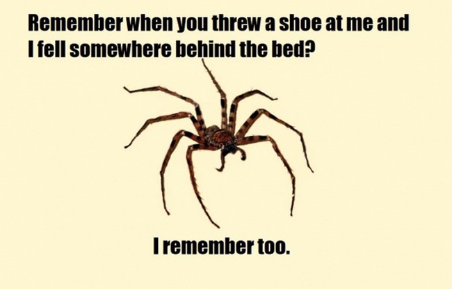 imagesspiders-never-forget_small.jpg
