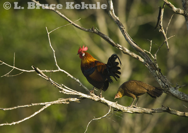 red-jungle-fowl-eastern-species.jpg
