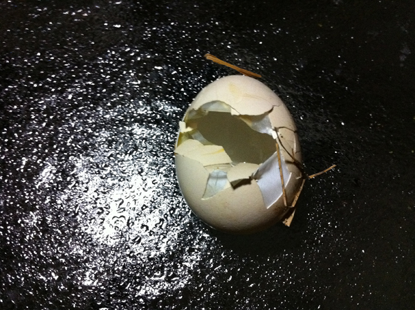 Broken-Egg.jpg
