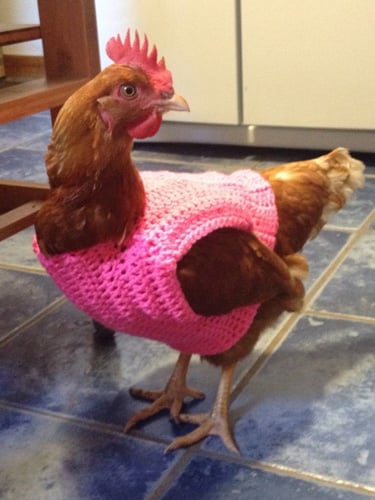 54e9f32c5cfcb_-_pink-sweater-chicken-lgn.jpg