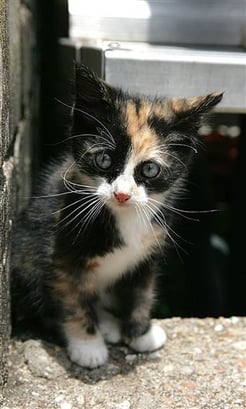 cute-calico-kitten5.jpg