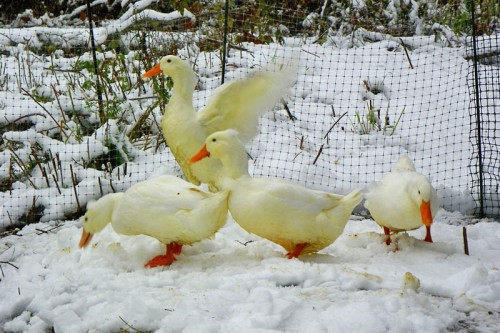 ducks-in-snow-500x333.jpg