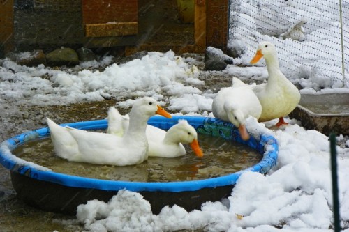 ducks-swimming-in-snow-500x333.jpg