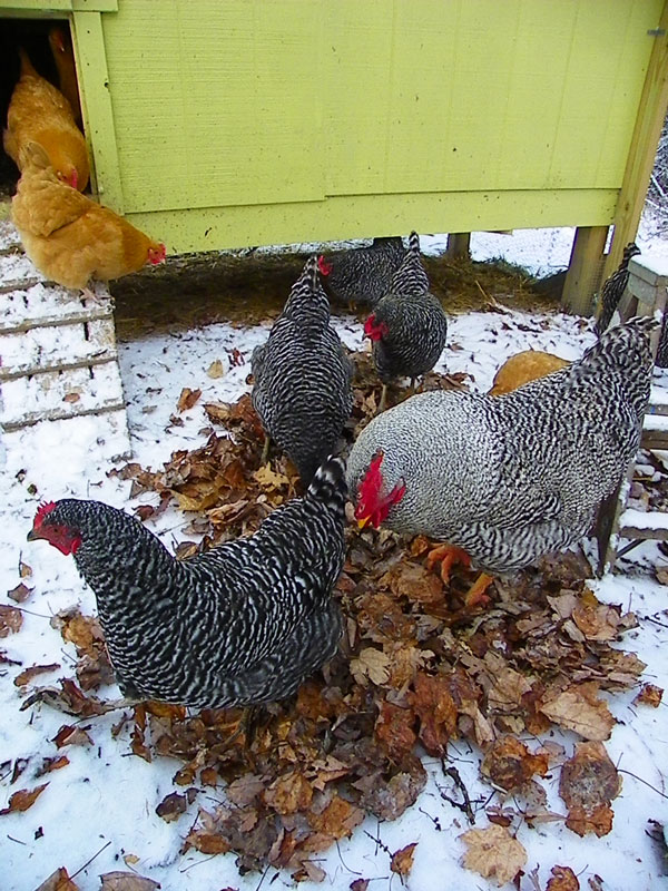 chickens-snow.jpg