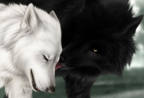 black-and-white-kiss-love-my-fav-wolf-Favim.com-140051.jpg