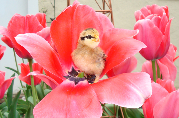 Spring_Chick_by_Kanchii.jpg