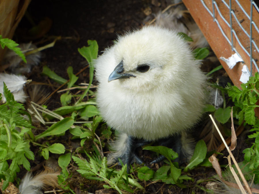 miniture_white_silkie_chick_by_courtneyi95-d336ant.jpg