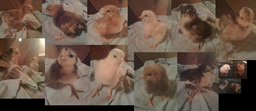 1305698365_2011_chicks___five_days_old_by_army-d3gm0x0.jpg