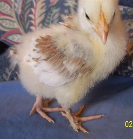 baby%20Wheaten%20pullet.jpg