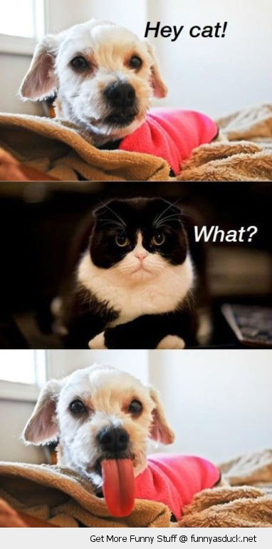 funny-hey-cat-sticking-out-tongue-grumpy-dog-pics.jpg