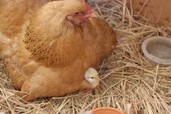 broody-hen-with-chick.jpg