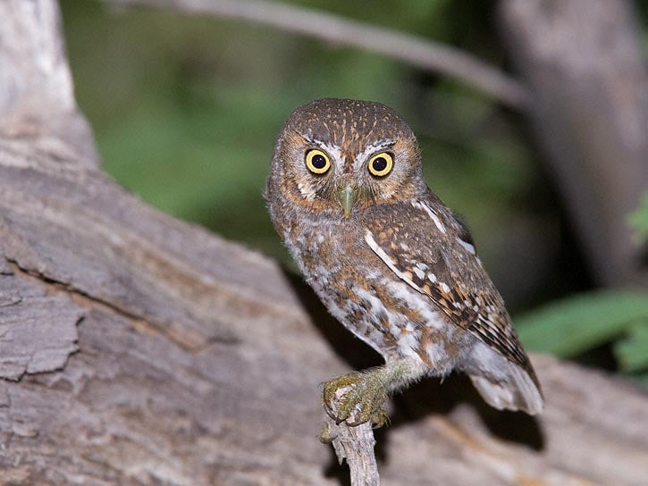 Elf-Owl-0054.jpg