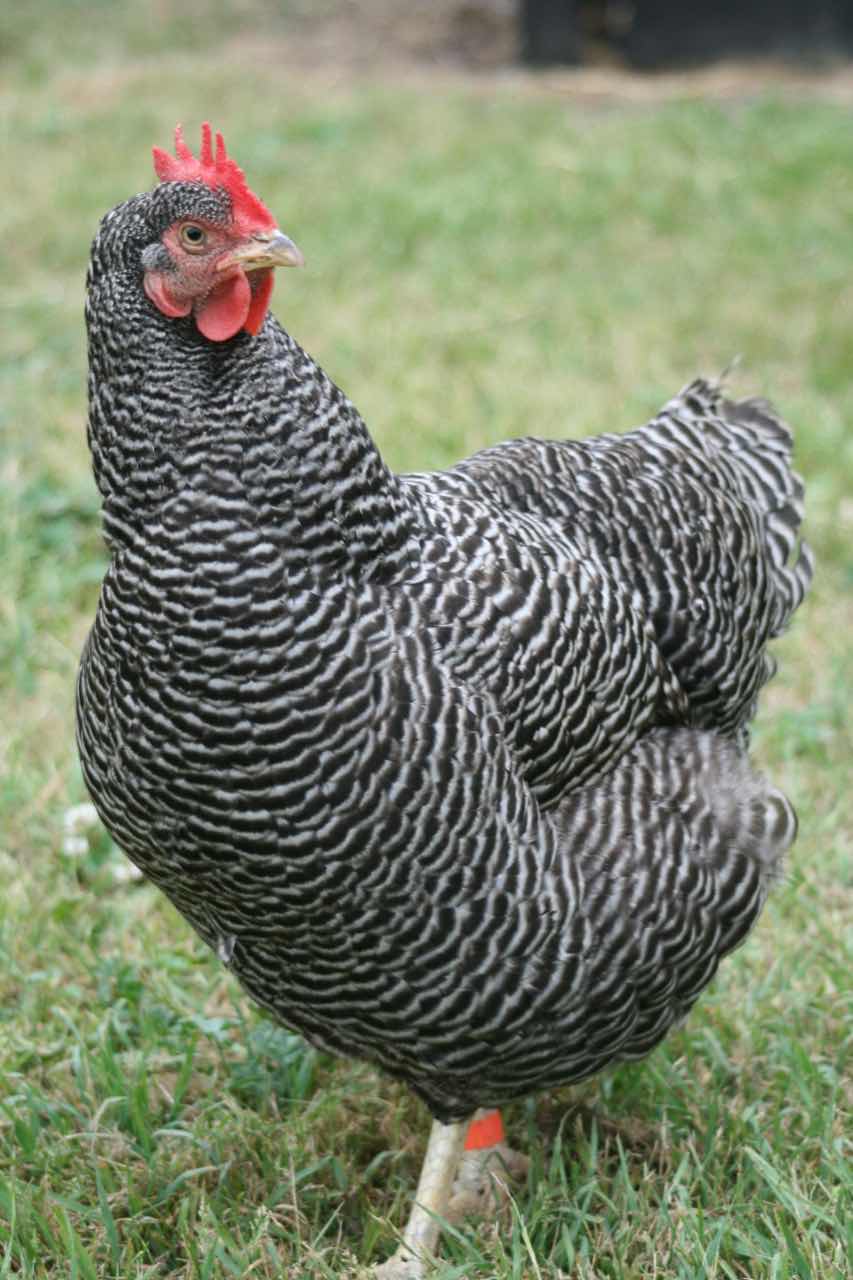 Plymouth-Barred-Rock-Pullet.jpg