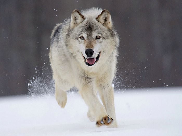 Over-1-500-Wolves-Killed-in-the-US-in-Just-18-Month-s-Time-2.jpg