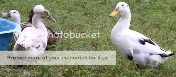 DuckPackResize.jpg