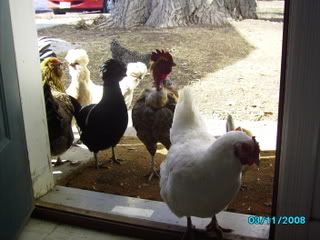 chickens001.jpg