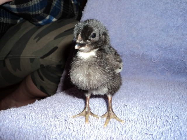 Chick2002.jpg