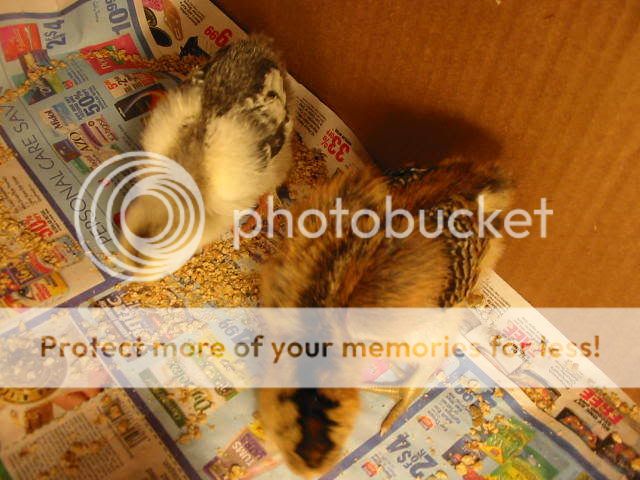 chicks002.jpg