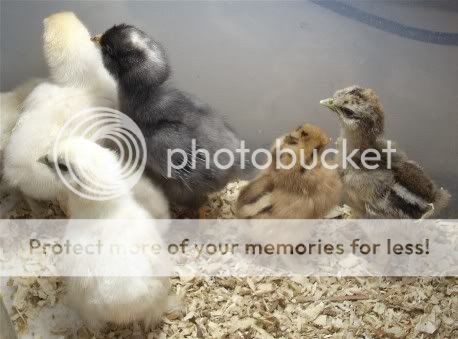 Chicks5-13.jpg