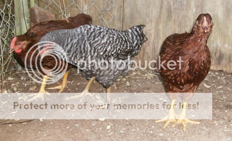 chickens2.jpg