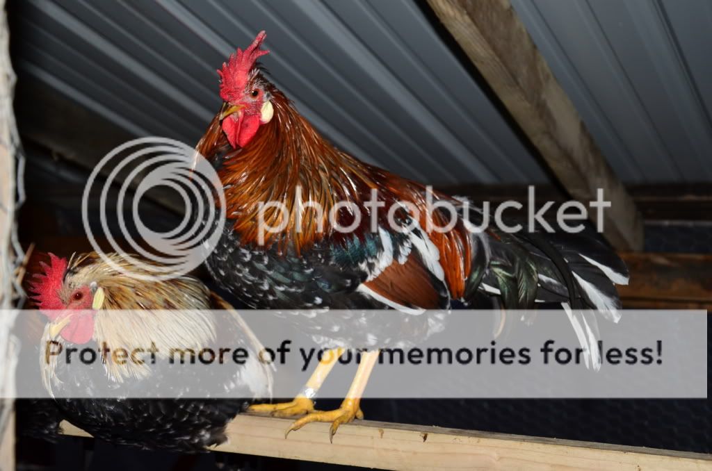 chickens2021.jpg