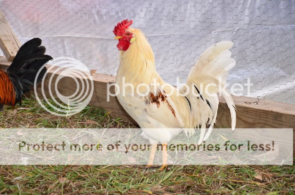 chickens3058.jpg