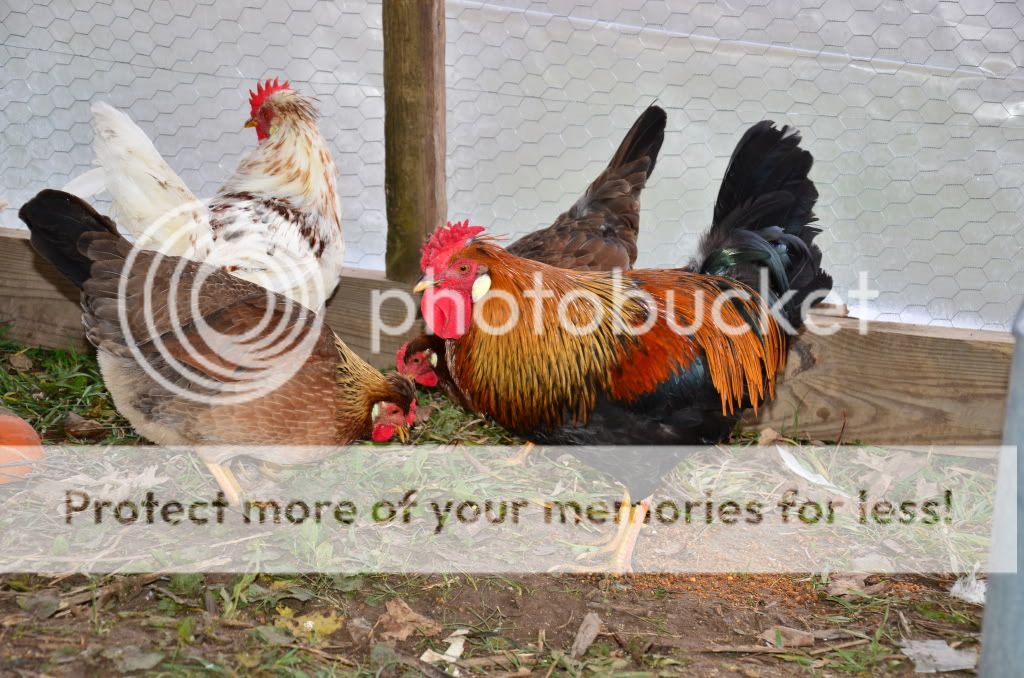 chickens3062.jpg