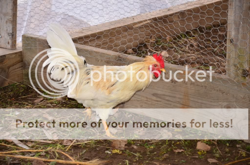 chickens3083.jpg