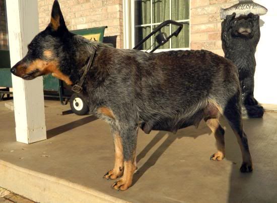 Gizmo06Sept2011_02.jpg