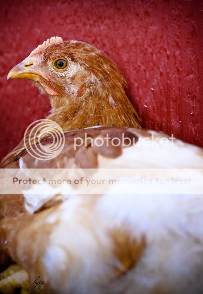 chick2.jpg