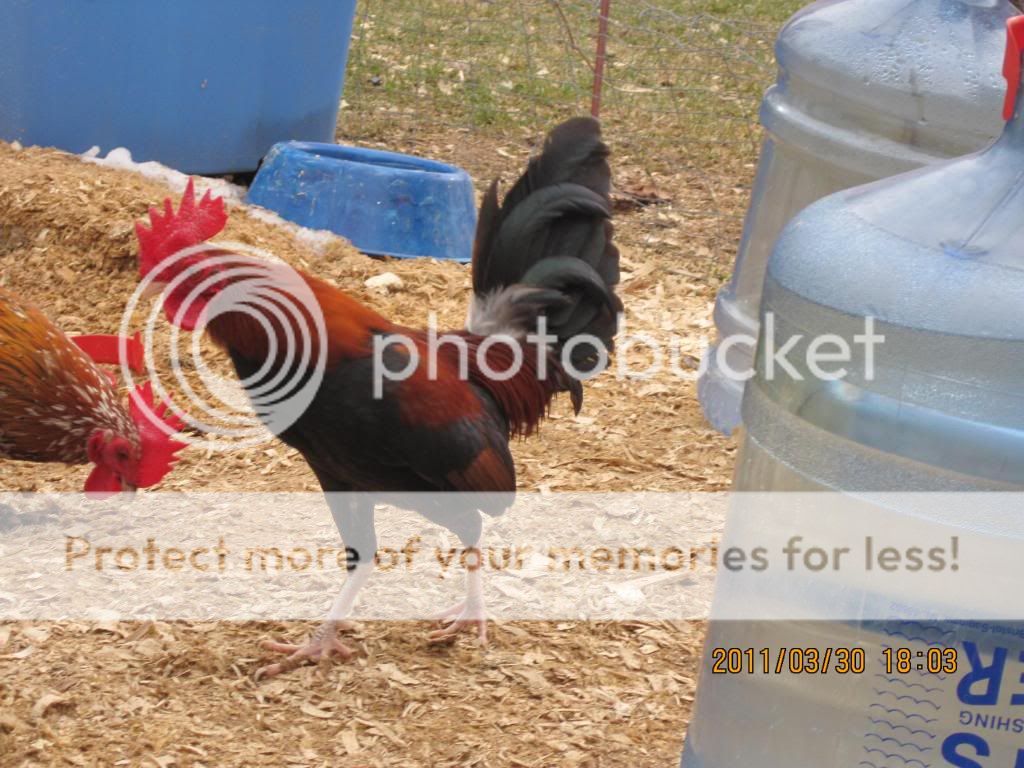 chickensatmoms013.jpg